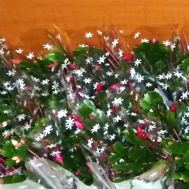 Poděkování za květiny od pana Linharta - 1