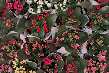 Poděkování panu Linhartovi za květiny