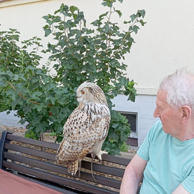 Ukázky výcviku ptáků a sov - 11