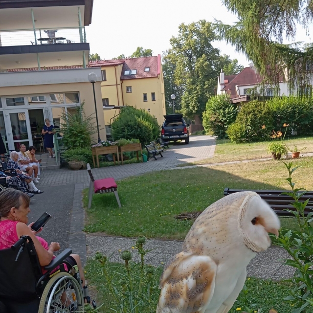 Ukázky výcviku ptáků a sov - 0
