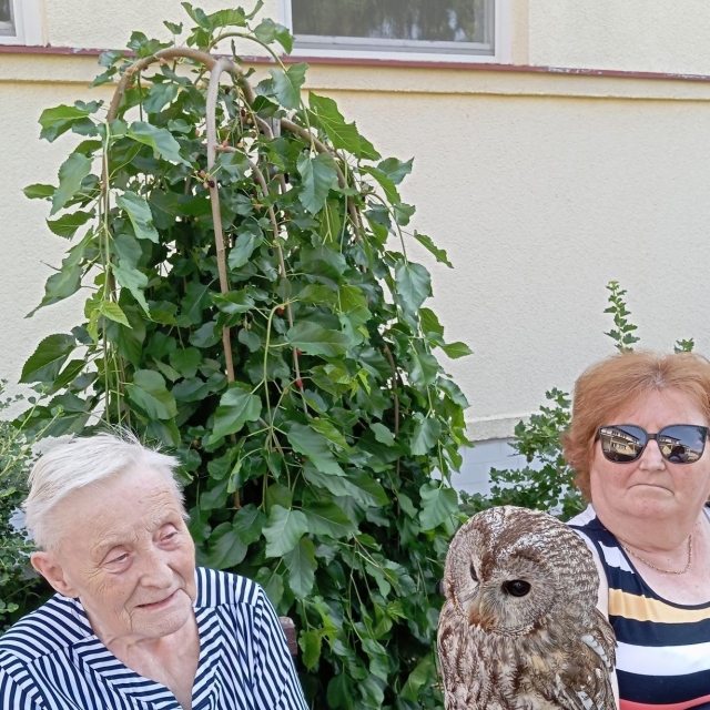 Ukázky výcviku ptáků a sov - 2