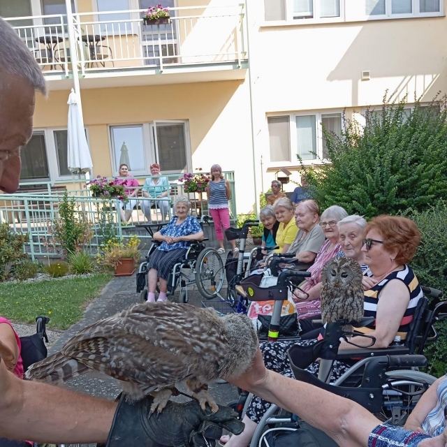 Ukázky výcviku ptáků a sov - 6